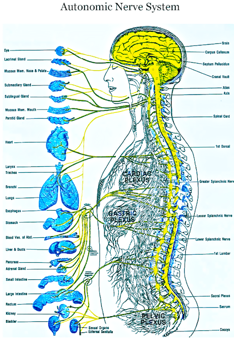 Autonomic Nerve System